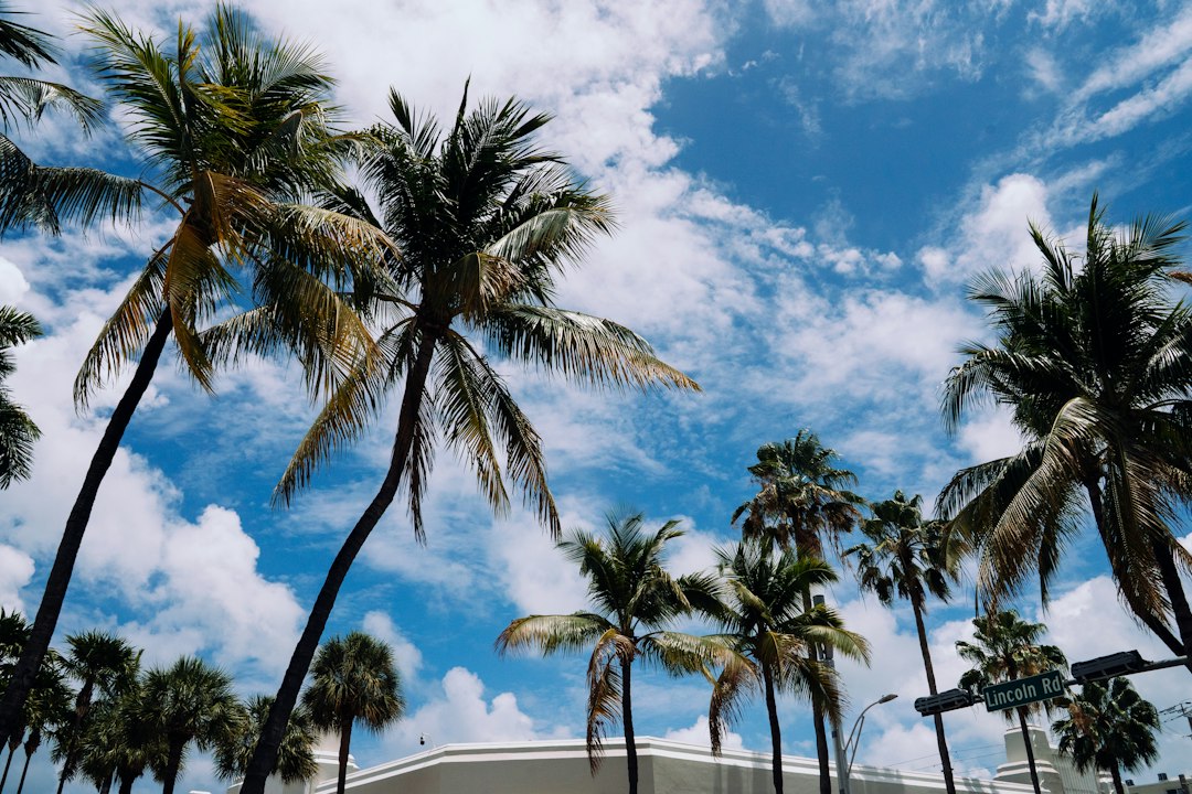 Tall palm trees viewed from below against a blue sky and white clouds.