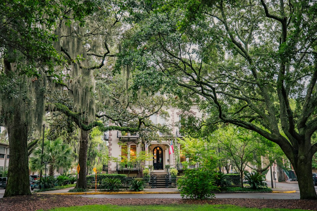 Historic houses seen through spreading trees draped with Spanish moss.