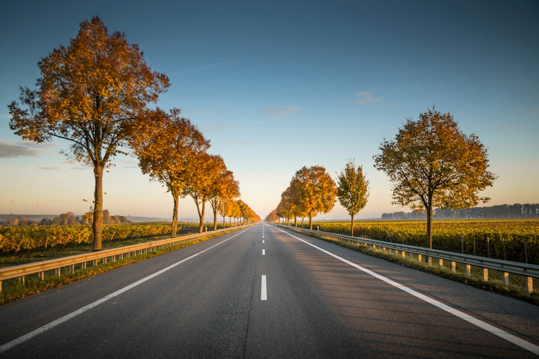 Straight rural road lined with autumn trees