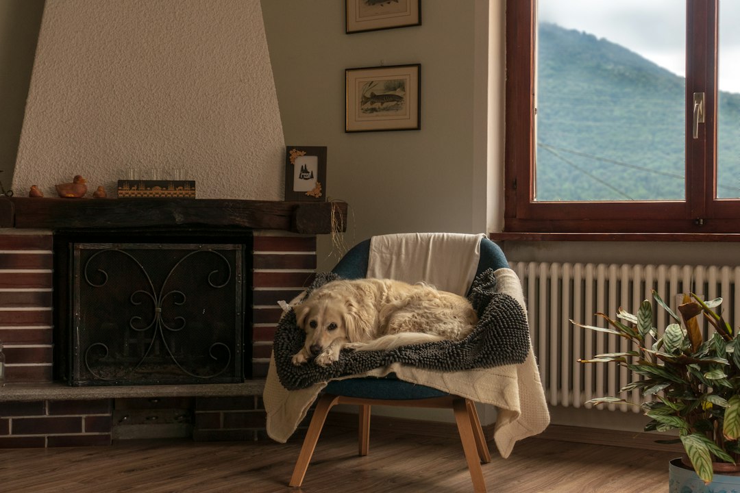 A golden retriever resting on a chair beside a fireplace.
