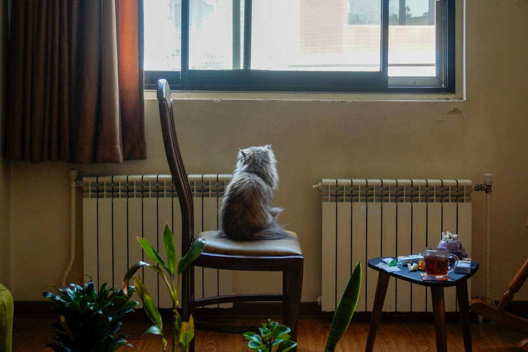 A cat sitting on a chair and looking through a window.