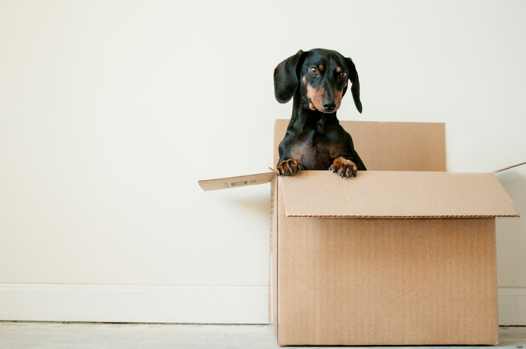 A small black-and-tan dog peeking out of an open cardboard box.